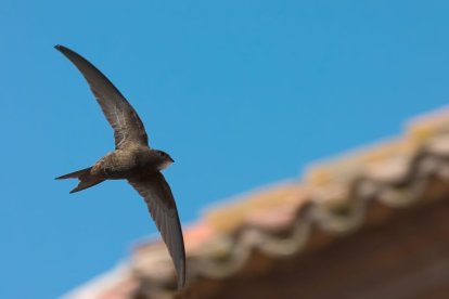 Vencejo, Ave del Año por SEO/BirdLife en España en 2021.