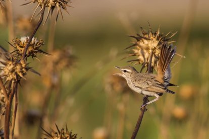 Alzacola rojizo, Ave del Año por SEO/BirdLife en España en 2021.