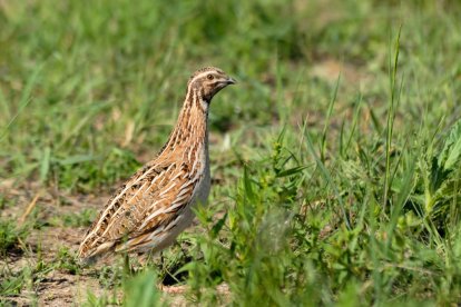 Codorniz común, Ave del Año por SEO/BirdLife en España en 2020.