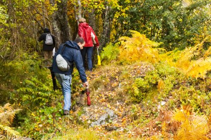 El hayedo de Busmayor ofrece una ruta otoñal inolvidable, donde vecinos y visitantes se sumergen en un bosque que rebosa color, humedad y poesía.