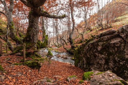 El Faedo de Ciñera, en pleno esplendor otoñal, despliega su paleta de ocres y verdes bajo la mirada de hayas centenarias y el murmullo constante del arroyo Villar.
