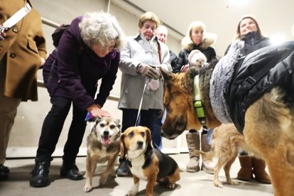 Festividad de San Antón en la iglesia de La Rosaleda de Ponferrada
