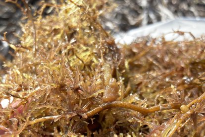 El sargazo es una macroalga asociada al cambio climático.