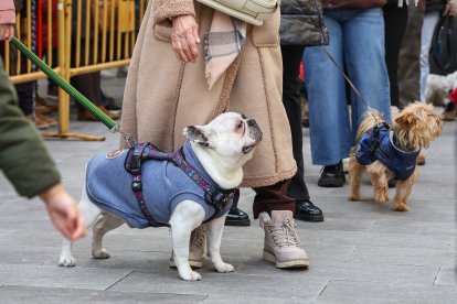 Bendición de San Antón a los animales en León.