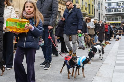 Bendición de San Antón a los animales en León.