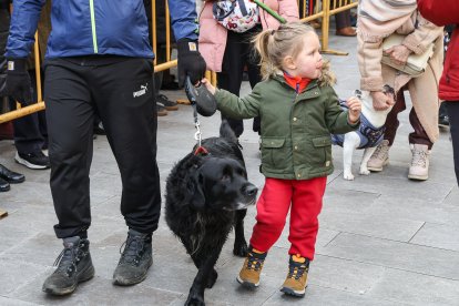 Bendición de San Antón a los animales en León.