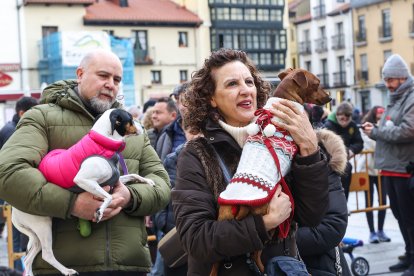 Bendición de San Antón a los animales en León.