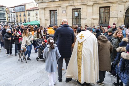 Bendición de San Antón a los animales en León.