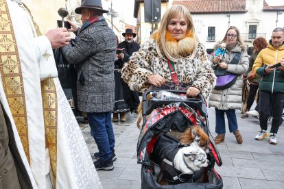 Bendición de San Antón a los animales en León.