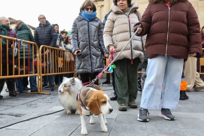 Bendición de San Antón a los animales en León.