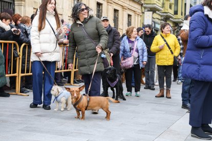 Bendición de San Antón a los animales en León.