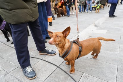 Bendición de San Antón a los animales en León.