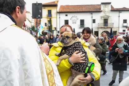 Bendición de San Antón a los animales en León.