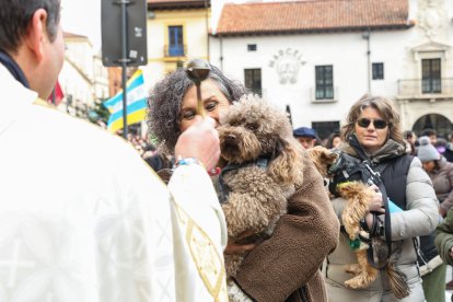 Bendición de San Antón a los animales en León.