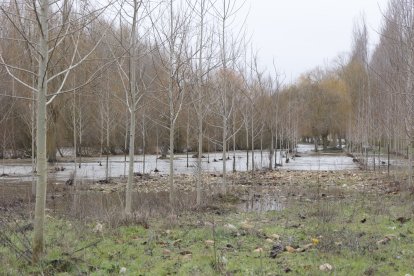 Crecida del río en Hospital de Órbigo.