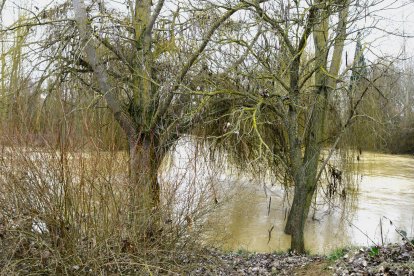 Crecida del río Cea en Sahagún.