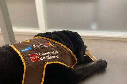 Eika, la primera perra de apoyo para casos de violencia de género.