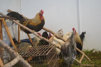 Los gallos de la zona de La Vecilla surten de materia prima a los artesanos.