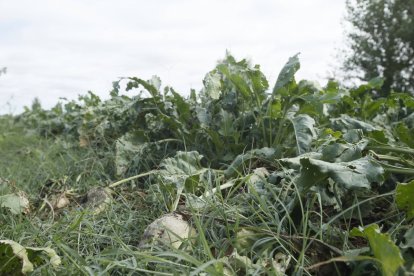 Cultivo de remolacha en la provincia leonesa.