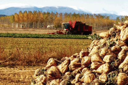 Un montón de remolacha junto a una tierra de cultivo en la provincia. marciano pérez