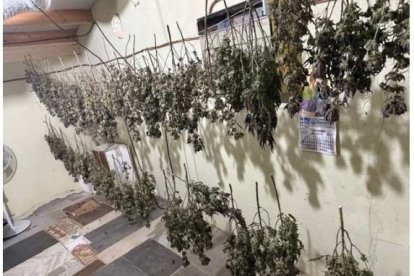 Instalaciones de la nave para el cultivo y procesado de marihuana.