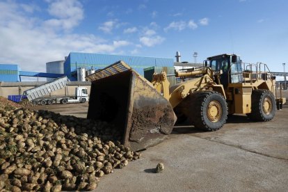 Recepción de remolacha en Azucarera de La Bañeza, que anunció su cierre el año pasado.