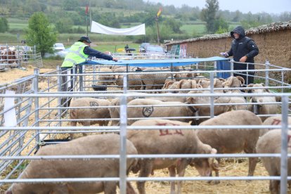 Feria Agroganadera de Santa María de Ordás.