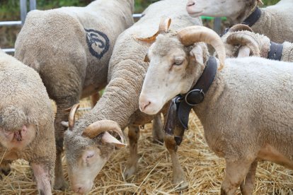 Feria Agroganadera de Santa María de Ordás.