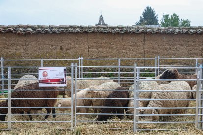 Feria Agroganadera de Santa María de Ordás.