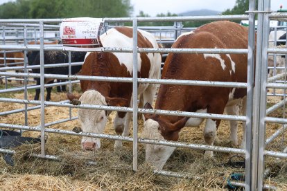 Feria Agroganadera de Santa María de Ordás.
