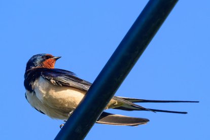 Las golondrinas están incluidas en el Listado de Especies Silvestres en Régimen de Protección Especial.