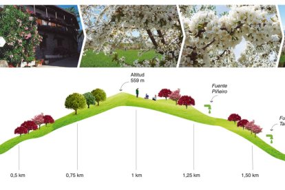 La ruta de Los Cerezos de San Martín tiene una distancia de 1,98 kilómetros, dificultad media y un tiempo estimado de 30 minutos, según el material turístico oficial de Corullón.