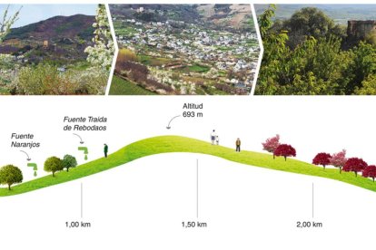 La ruta de Los Cerezos de San Juan propone un recorrido circular de 3 kilómetros y unos 45 minutos de duración con salida desde la calle Antonio González Guerrero, nº 66, según Turismo Corullón.