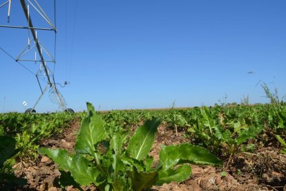 La remolacha es uno de los cultivos más importantes del campo leonés.