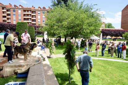 Campeonato de mastín en Astorga.