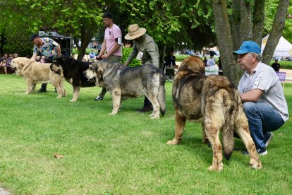 Campeonato de mastín en Astorga.