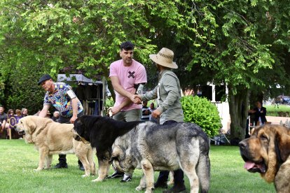 Campeonato de mastín en Astorga.
