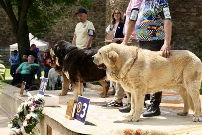 Campeonato de mastín en Astorga.