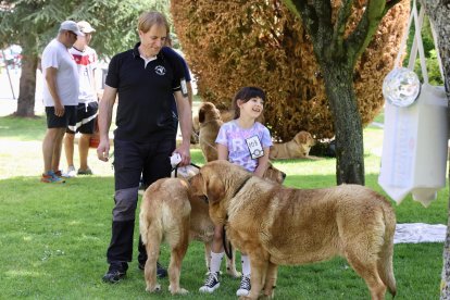 Campeonato de mastín en Astorga.