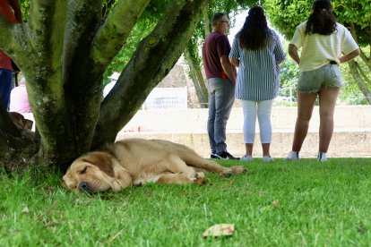 Campeonato de mastín en Astorga.