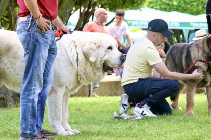 Campeonato de mastín en Astorga.