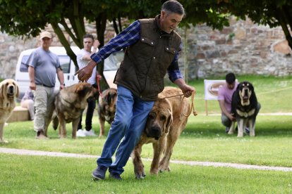 Campeonato de mastín en Astorga.