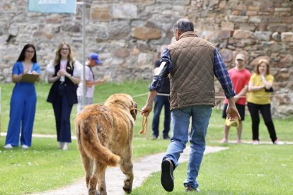 Campeonato de mastín en Astorga.