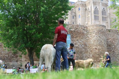Campeonato de mastín en Astorga.