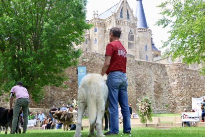 Campeonato de mastín en Astorga.