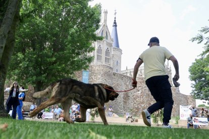 Campeonato de mastín en Astorga.