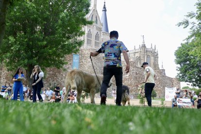Campeonato de mastín en Astorga.