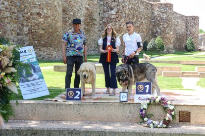 Campeonato de mastín en Astorga.