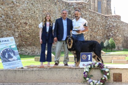 Campeonato de mastín en Astorga.