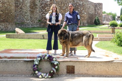 Campeonato de mastín en Astorga.